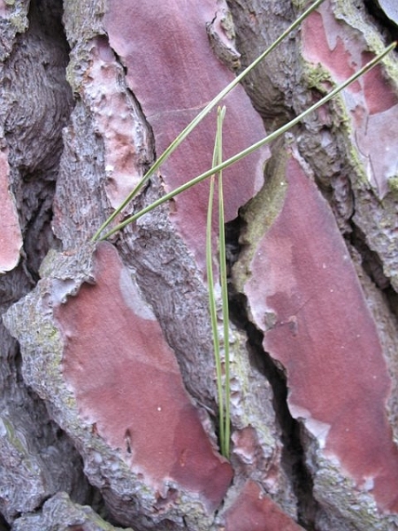 Ecorce et aiguilles de Pin maritime